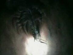 Fucking animal tube