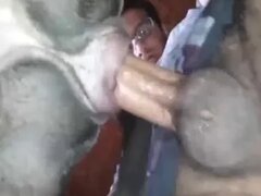 Zoo Sex Animal Mating
