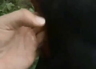 Black dog is getting fingered with passion in an outdoor porn video