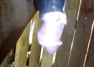 Awesome sex scene showing a horse cock deflating after a huge creampie