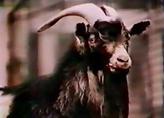 Outdoor fucking encounter featuring a white goat that wants sex
