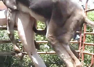 Donkey fucking featuring an old zoophile that bottoms for this beast