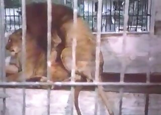 Sexy lion fucks a lioness in a passionate porn movie here in HD