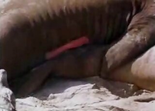 Passionate copulation between seals at a beach caught on camera