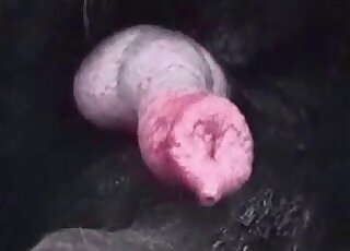 Close-up on stiff dog dick while it's shooting loads of sperm
