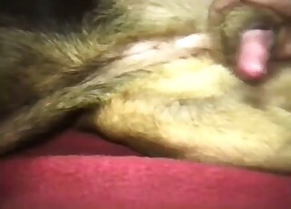 Skinny guy lets the dog eat his butt after anal banging