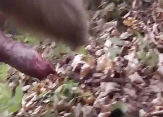 Old man enjoys getting sodomized by a German Shepherd outdoors