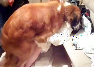 Fluffy dog nails redhead mature woman in front of husband