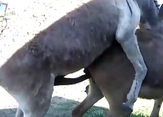 Amateur animal porn - Donkeys in heat get ready for copulation