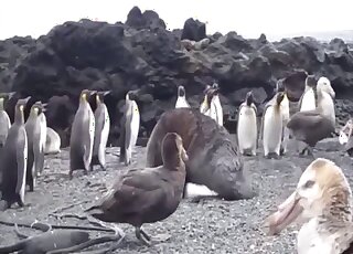 Sea lion fucks with his female in superb outdoor cam scenes