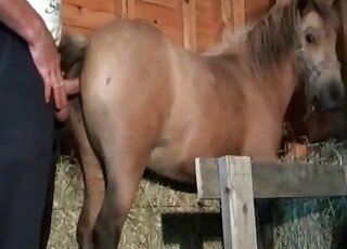 Zoo pervert stuffs his dick in horse’s deep ass in the barn
