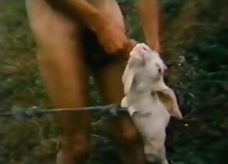 Dirty-minded zoophile dude fucks a sheep in a wild zoo porn scene