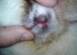 Insatiable dogs lover fingers his pet dog in a hot zoo porn action