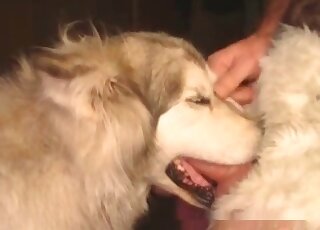 Dog gets mouth stuffed deep with a perverted dude’s erected penis
