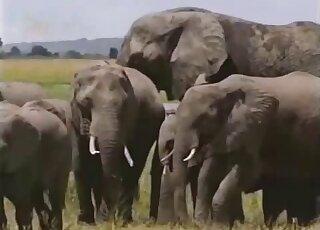 Sexy elephants exposing their massive cocks in outdoor zoo porn