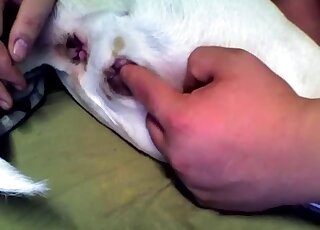 Dude cannot stop fingering that small animal pussy in a kinky video