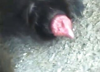 Beast cock showcased in a free porn movie with subtle teasing