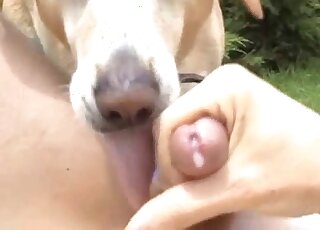 Outdoor POV rimjob and blowjob video with a dog that sucks dicks