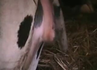 Dude fucking a spotted animal from behind with his hard zoo cock