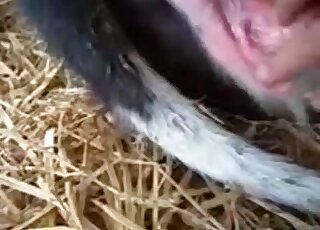 Playing around with animal's pussy in a hot closeup XXX video