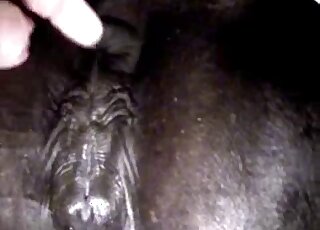 Twisted porn movie showing a black stallion and hot mare pussy